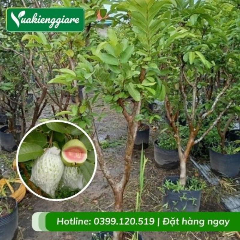 Người làm vườn thu hoạch bí xanh từ cây khỏe mạnh, gợi ý bộ rễ phát triển tốt nhờ chăm sóc đúng cách